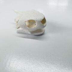 インテリア　理科　観察　イシガメの画像