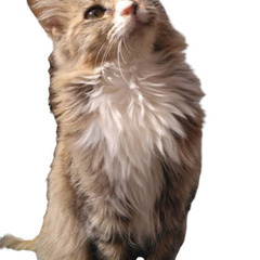 新規受付一時停止　フワフワゴージャス子猫ちゃん
