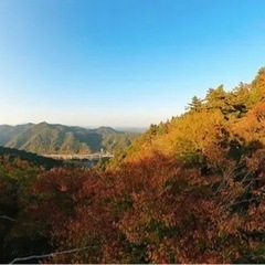 高尾山へ健康ウォークに行きませんか。