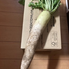 今朝収穫！葉泥付き大根！毎日収穫します