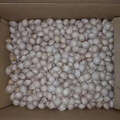 ぎんなん　2kg  あんしん決済　レターパックプラスで発送