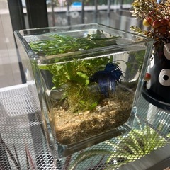 熱帯魚　ベタ　11月29日まで