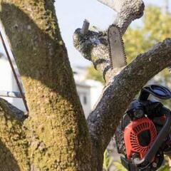 🉐植木伐木します🌲伐採後の処理も可能です　ご相談、お見積り無料🆓...