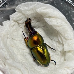 ラトレイユキンイロクワガタ幼虫3匹の画像