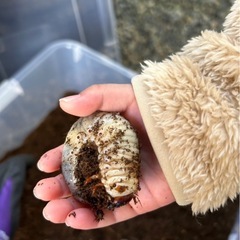 カブトムシ　幼虫