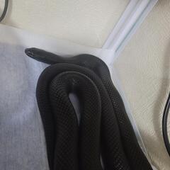 メキシカンキングブラックスネーク