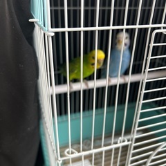 里親募集　セキセイインコ　２匹