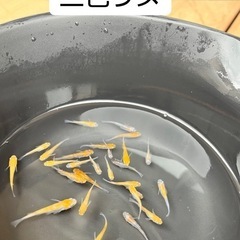 メダカ　三色ラメ