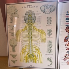 カイロプラクティック・統図2パネルの画像
