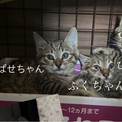 生後1ヶ月　キジトラ兄弟🌷
