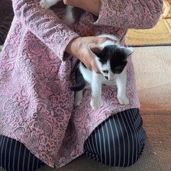 生後2ヶ月の子猫ちゃんをお譲り致します。