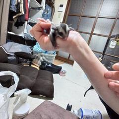 フクロモモンガのべービー