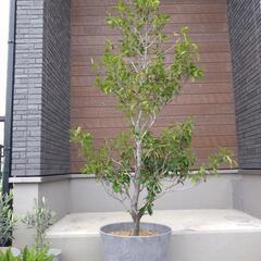 カラタネオガタマ　シンボルツリー　鉢植え