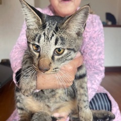 【全員男の子】子猫3匹【8/2ノミ駆除済】