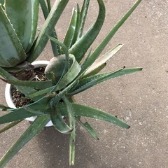 大株　アロエベラ　の画像