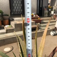 大株　アロエベラ　の画像