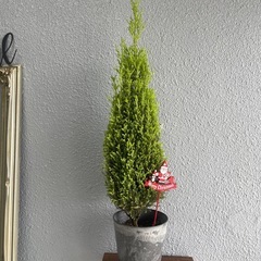 観葉植物✨ゴールドクレスト✨