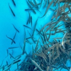 生き餌　100匹　クチボソ　大型魚の画像