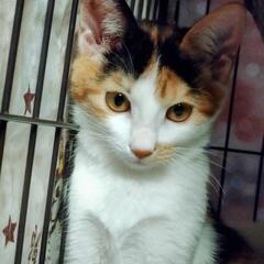 ちょっと怖がりさんだけど抱っこできます。三毛猫女のコ