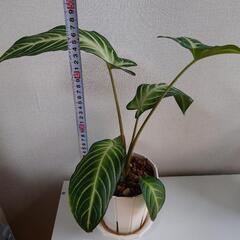 観葉植物 キサントソーマ リンデニー