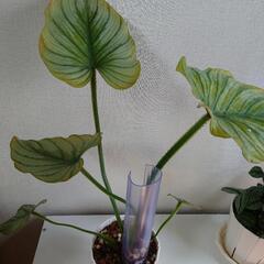観葉植物 フィロデンドロン マメイシルバー