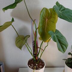 観葉植物 フィロデンドロン マクドウェル