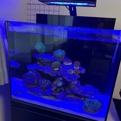 【お話中】早い者勝ち！オルカ shell2水槽全セット+専用キャ...