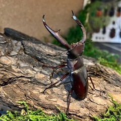 マンディブラリスフタマタの中古が安い！激安で譲ります・無料で