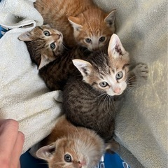 生後2か月くらいの子猫です。(募集停止致します)