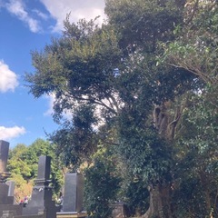 お墓周りの木の伐採もお任せください。