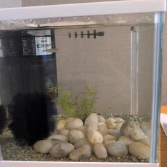 めだか飼育セットの画像
