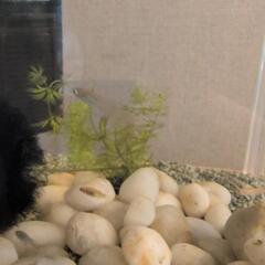 めだか飼育セットの画像