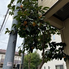 柿の木