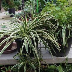 鉢植え観葉植物あげますの画像