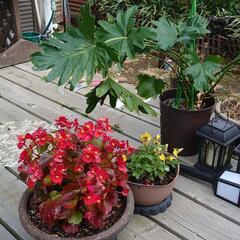 鉢植え観葉植物あげます