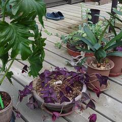 鉢植え観葉植物あげますの画像