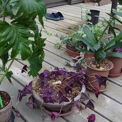 鉢植え観葉植物あげますの画像