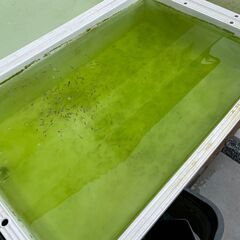 改良メダカ選別漏れや未選別お譲りしますの画像