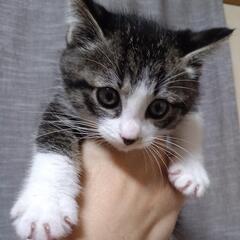 里親さん決まりました　2ヶ月兄弟猫　2匹一緒でお願いします - 郡山市