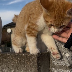 ネコ用品募集！🐈  ご協力ありがとうございました！