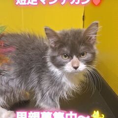 里親募集中！生後4ヶ月短足マンチカン♂(⋈◍＞◡＜◍)。✧♡