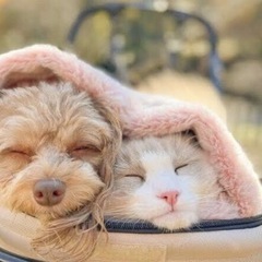 動物好きなグルッチャ＆フリーグルッチャがあります♡