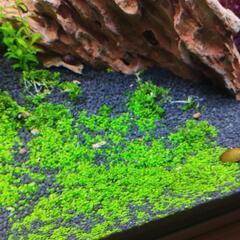 パールグラス バリスネリア・ナナ 　水草 ミクロソリウム　他　トリミングおすそ分けの画像
