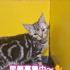里親募集中！生後4ヶ月アメリカンショートヘア♀(⋈◍＞◡＜◍)。✧♡