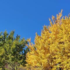 12/1（日）代々木公園🍁紅葉散策ピクニック＋J-WAVE INSPIRE TOKYOフェア - 友達