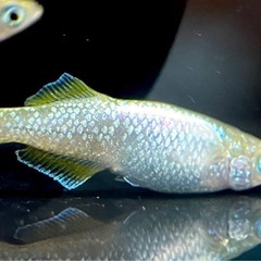 決まりました🙇琉めだか⭐️美夢めだか様作出個体‼️極上‼️紡1ペア⭐️⭐️の画像