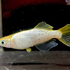 決まりました🙇琉めだか⭐️美夢めだか様作出個体‼️極上‼️紡1ペア⭐️⭐️の画像