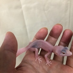 ヒョウモントカゲモドキ　ディアブロブランコ(possスノー)お迎え募集 - 和歌山市