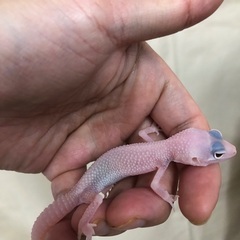 ヒョウモントカゲモドキ　ディアブロブランコ(possスノー…