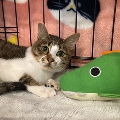 ゴロニャン！とーってもフレンドリーな男の子